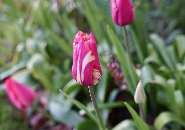 Close-up of variegated tulip buds with yellow-red and pink-white striped petals in a spring garden