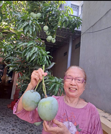 mangoes