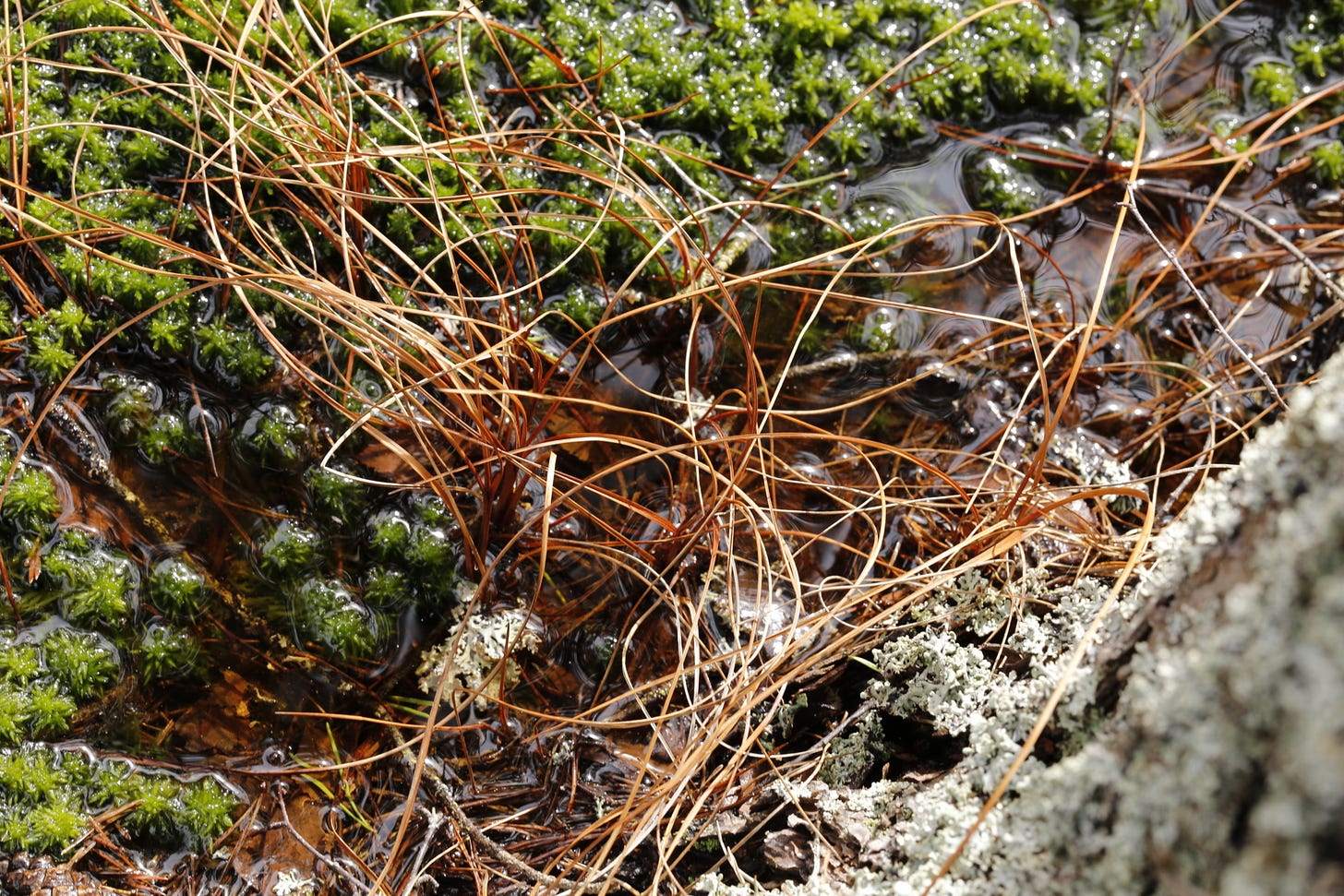 The curving orange winter leaves of Common Cottongrass (Eriophorum angustifolium) contrast with bright green sphagnum moss (Sphagnum fallax) in a wet flush at the foot of a Scots pine tree (Pinus sylvestris). The curving orange winter leaves of Common Cottongrass (Eriophorum angustifolium) contrast with bright green sphagnum moss (Sphagnum fallax) in a wet flush at the foot of a Scots pine tree (Pinus sylvestris).