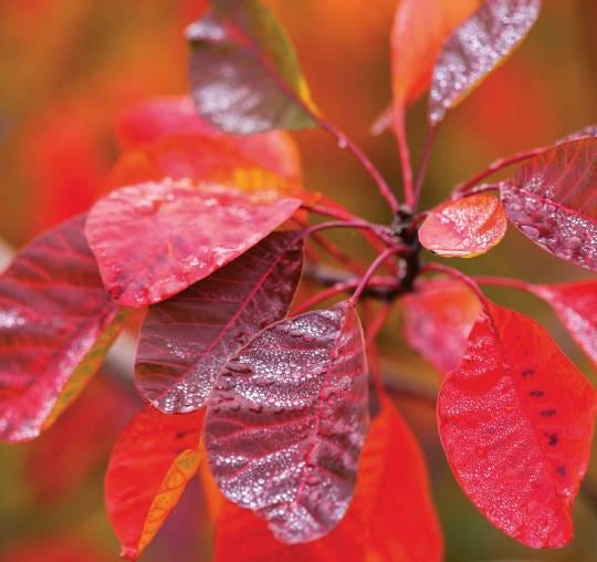 You Need More Trees — and So Do I - by Heather Evans