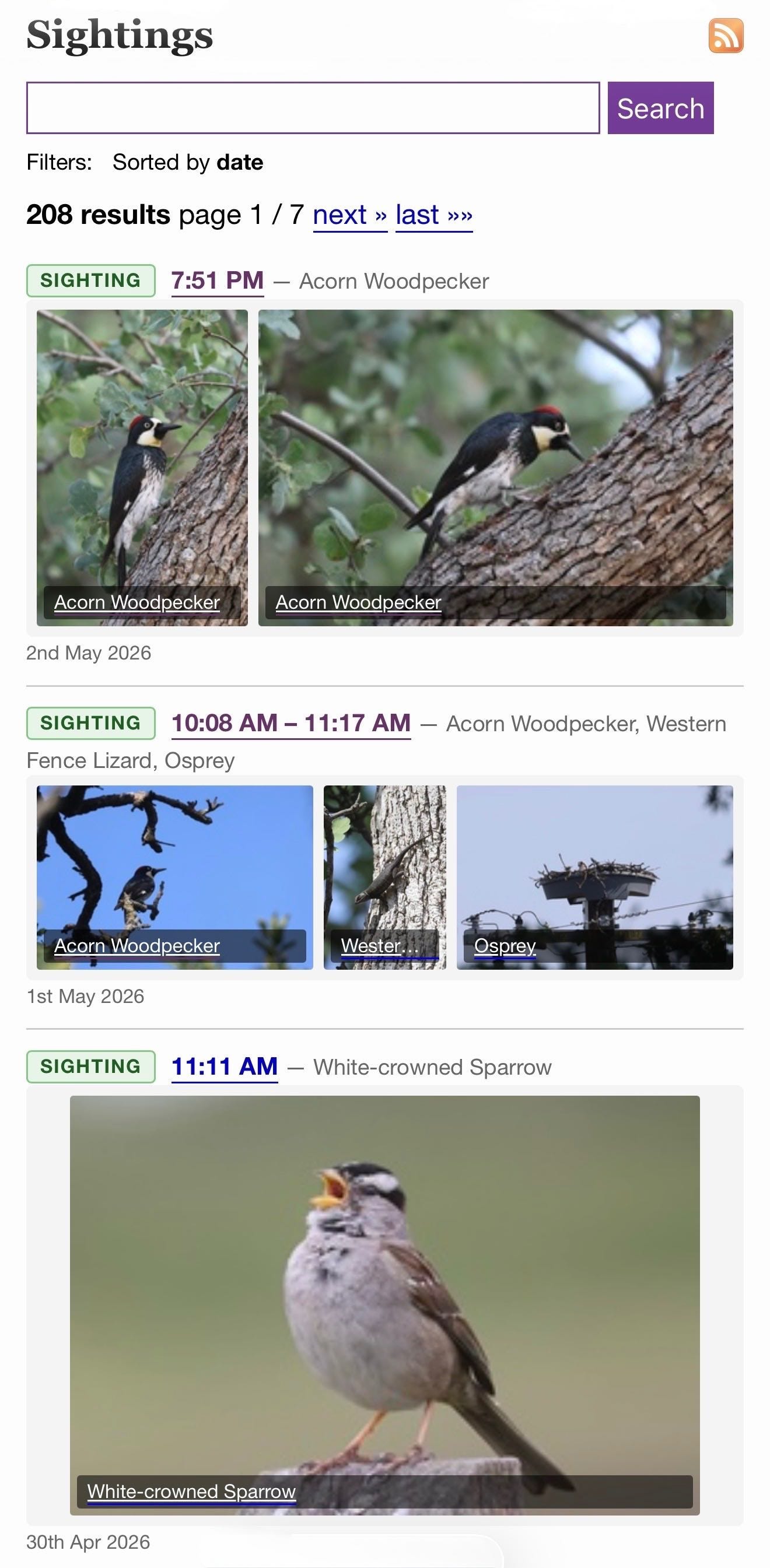 Screenshot of a "Sightings" webpage with a search bar and RSS icon, showing "Filters: Sorted by date" and "208 results page 1 / 7 next » last »»". First entry: SIGHTING 7:51 PM — Acorn Woodpecker, with two photos labeled "Acorn Woodpecker" of black and white woodpeckers with red caps on tree branches, dated 2nd May 2026. Second entry: SIGHTING 10:08 AM – 11:17 AM — Acorn Woodpecker, Western Fence Lizard, Osprey, with three photos labeled "Acorn Woodpecker" (bird on bare branches against blue sky), "Wester..." (lizard on tree bark), and "Osprey" (nest on a utility pole), dated 1st May 2026. Third entry: SIGHTING 11:11 AM — White-crowned Sparrow, with a photo labeled "White-crowned Sparrow" of a sparrow with black and white striped head singing with open beak, dated 30th Apr 2026. Screenshot of a "Sightings" webpage with a search bar and RSS icon, showing "Filters: Sorted by date" and "208 results page 1 / 7 next » last »»". First entry: SIGHTING 7:51 PM — Acorn Woodpecker, with two photos labeled "Acorn Woodpecker" of black and white woodpeckers with red caps on tree branches, dated 2nd May 2026. Second entry: SIGHTING 10:08 AM – 11:17 AM — Acorn Woodpecker, Western Fence Lizard, Osprey, with three photos labeled "Acorn Woodpecker" (bird on bare branches against blue sky), "Wester..." (lizard on tree bark), and "Osprey" (nest on a utility pole), dated 1st May 2026. Third entry: SIGHTING 11:11 AM — White-crowned Sparrow, with a photo labeled "White-crowned Sparrow" of a sparrow with black and white striped head singing with open beak, dated 30th Apr 2026.