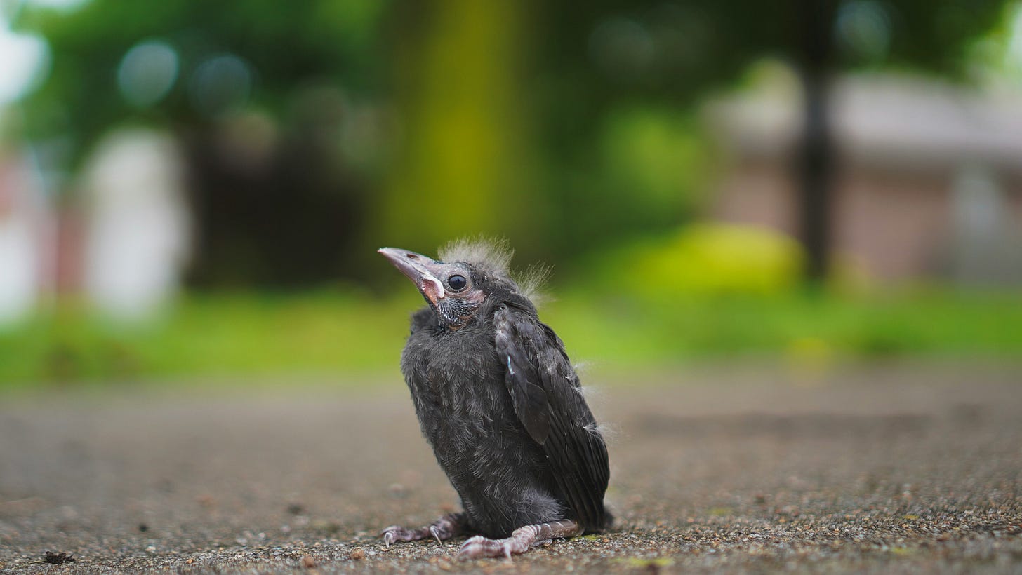 A baby black bird, species unknown, sitting on the ground with cute feather fuzz on their head