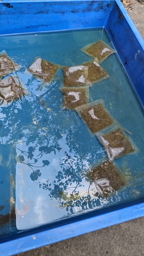 green tea toned cyanotype process