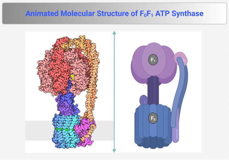 Animated Molecular Structure of F0F1 ATP Synthase