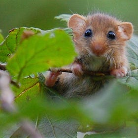 How To Make your Garden the Ultimate Wildlife Haven