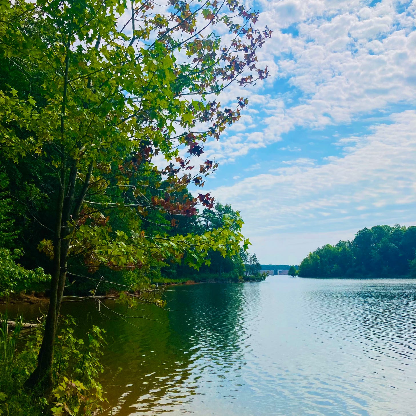 river flowing towards dam in distance; a tree overhanging with leaves tinged with red; dramatic cirrus clouds in blue sky