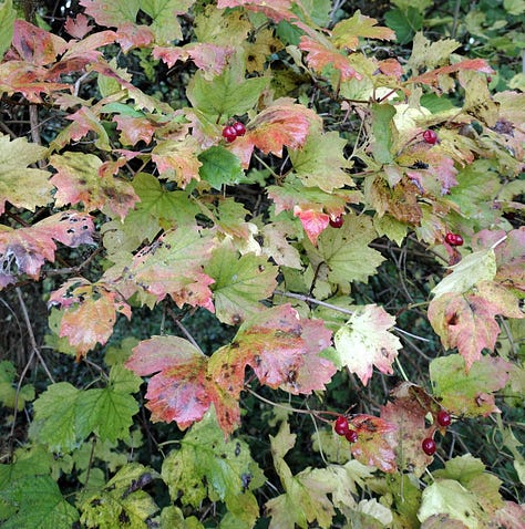 red berries, rusty beech leaves, holly. berries