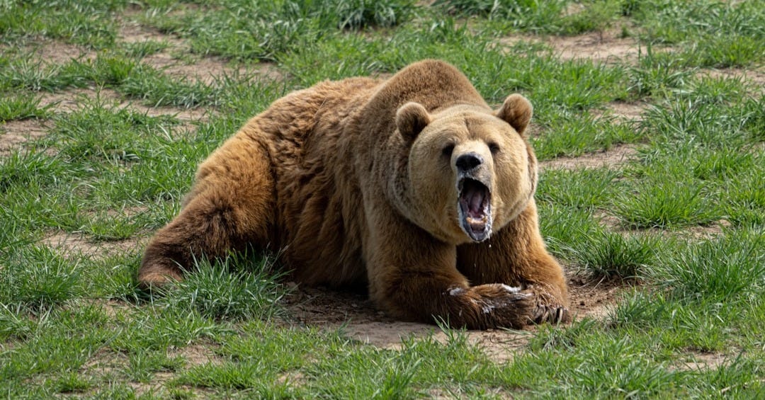 brown bear on green grass field during daytime