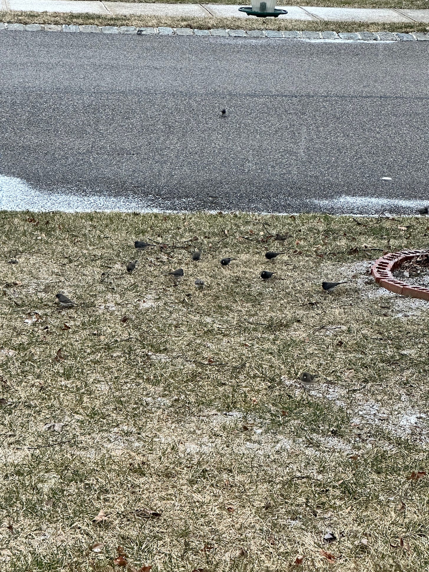 several dark birds pecking at seeds on the browned lawn