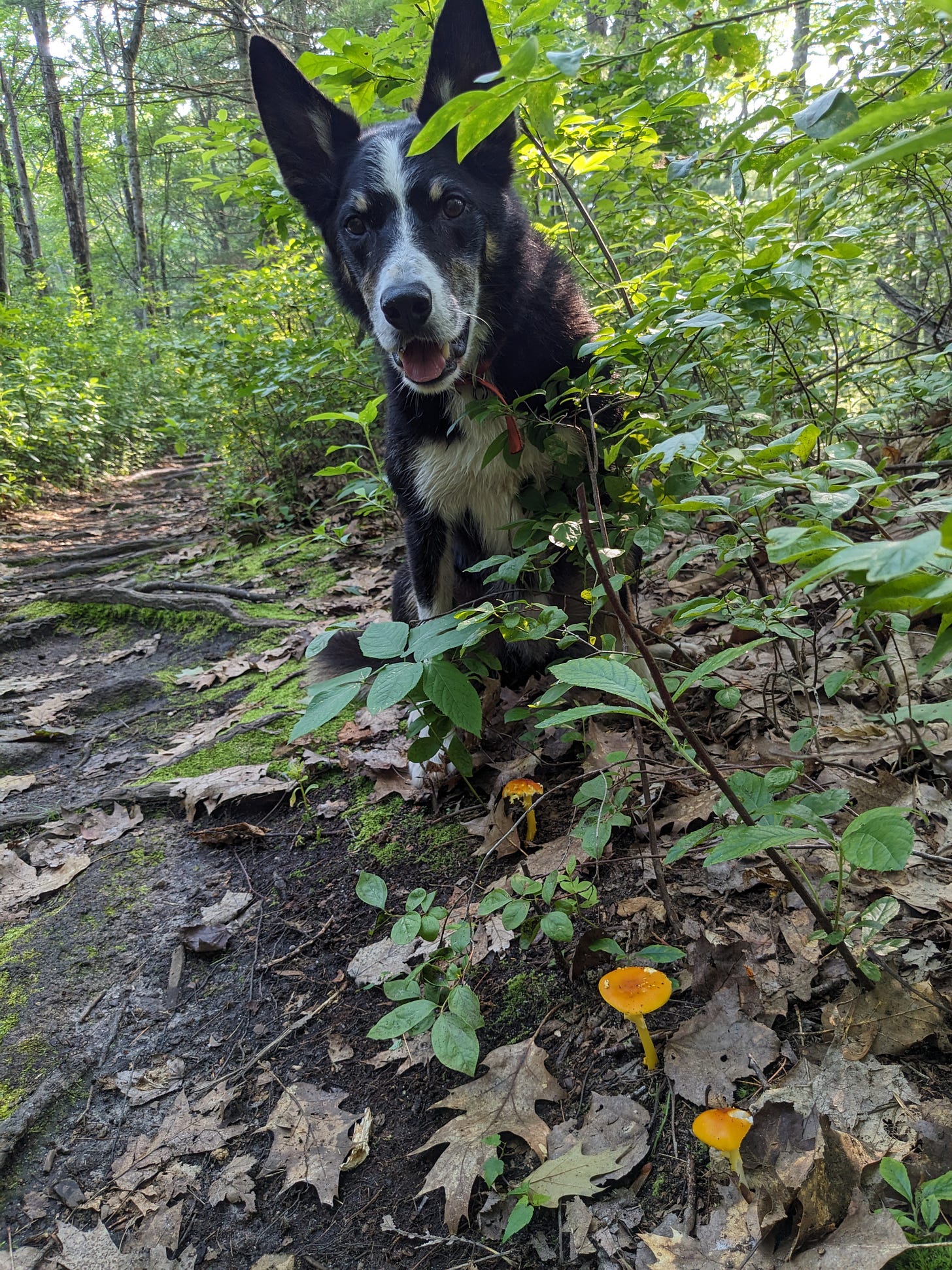 Dog sitting amidst vegetation in a dense Massachusetts forest Dog sitting amidst vegetation in a dense Massachusetts forest