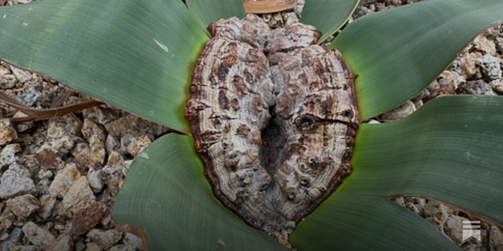 訳あり 奇想天外 Welwitschia Mirabilis② 2000 Seconds with Welwitschia mirabilis