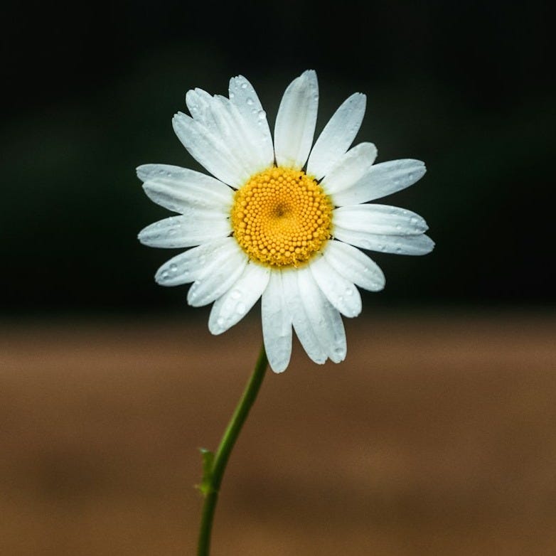 white daisy in bloom during daytime