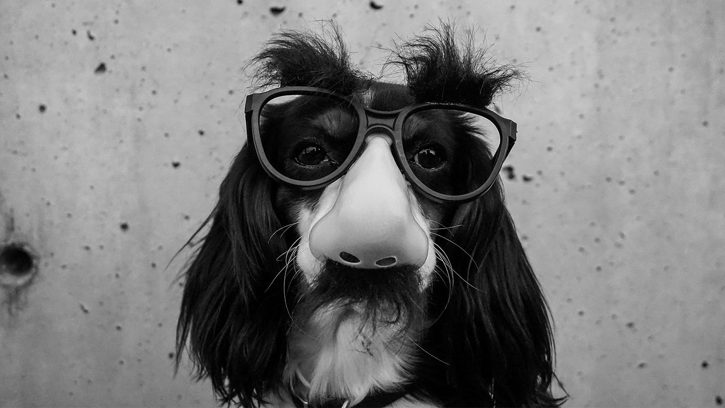Portrait of a long eared dog wearing plastic glasses with a plastic nose Portrait of a long eared dog wearing plastic glasses with a plastic nose