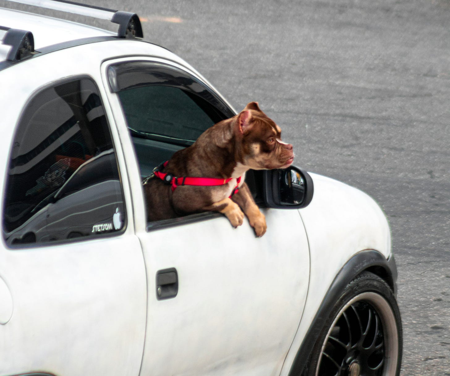 Un chien sur le siège passager. Un chien sur le siège passager.