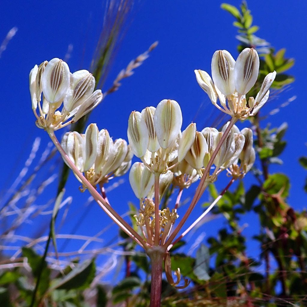 Biscuitroot (Lomatium sp.) in seed stage. A traditional first food of the US West.