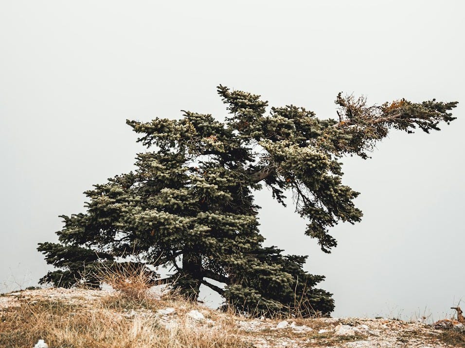 a lone tree on a hill in a foggy day