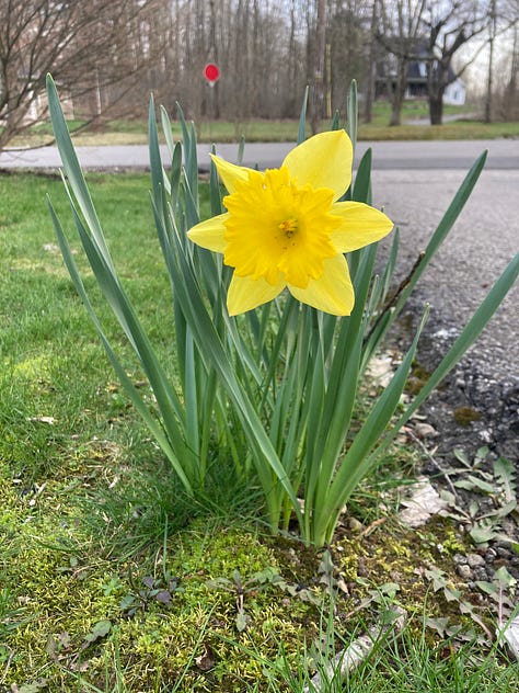 Grounded: Spring Flowers in My Garden