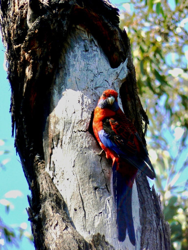 Crimson Rosella using a natural tree hollow Crimson Rosella using a natural tree hollow