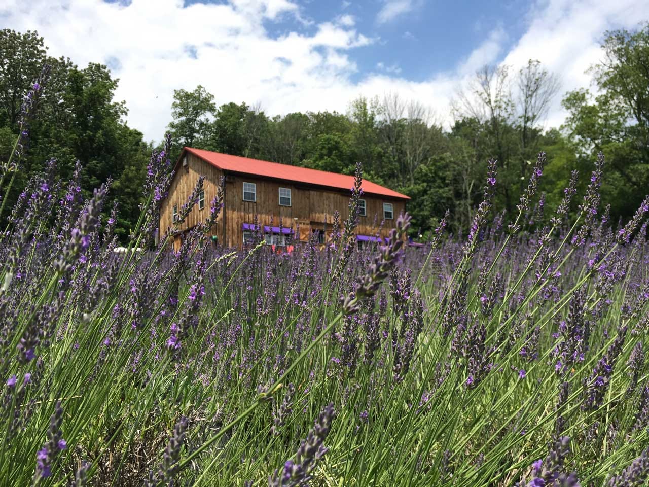 Farm Photos – Peace Valley Lavender Farm landscape