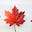 Tammy Procter 🇨🇦's avatar