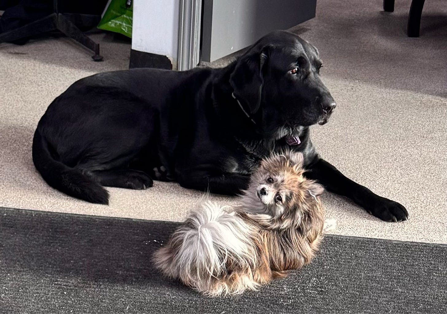 A black lab and a Pomeranian sitting side by side