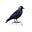 Curious Jackdaw's avatar