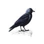 Curious Jackdaw's avatar