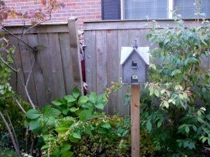 fencus interruptus