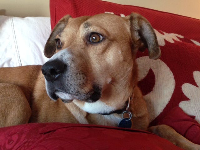 Dog on bed