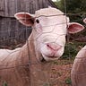 Small Farm Republic