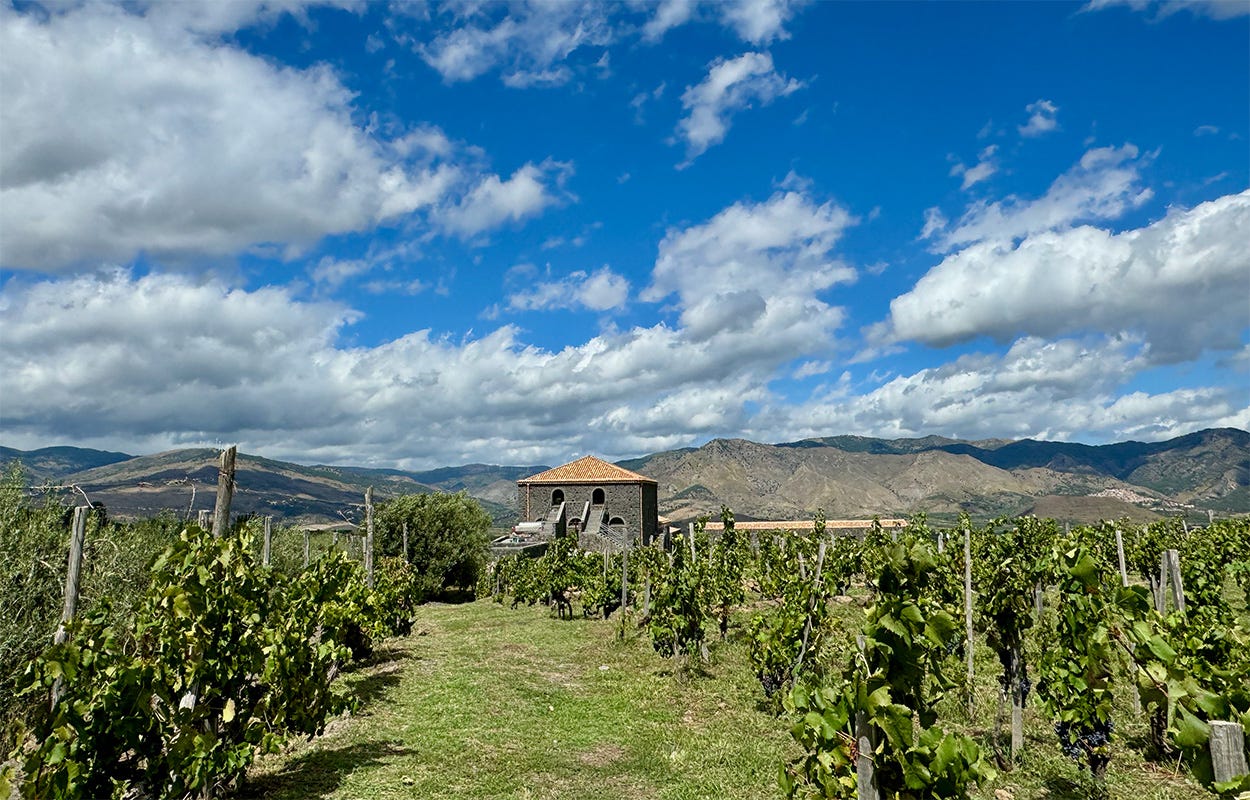 Landscape view showing grapevines tied to stakes in the foreground. In the middle distance is an old stone building with a terracotta roof. In the deep distance are arid hills and blue sky with puffy white clouds. Landscape view showing grapevines tied to stakes in the foreground. In the middle distance is an old stone building with a terracotta roof. In the deep distance are arid hills and blue sky with puffy white clouds.