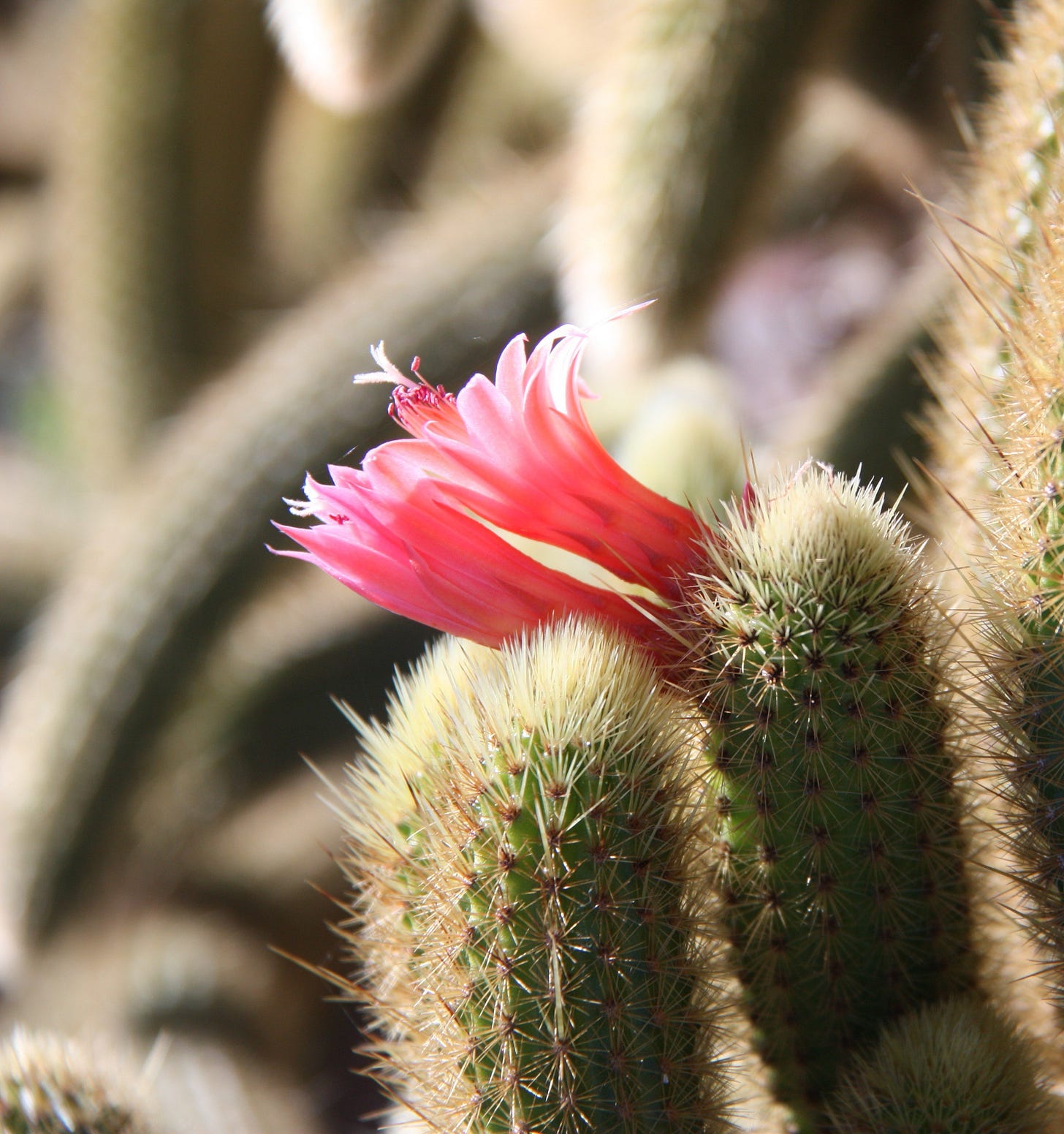 A close up photo of two pink cactus flowers and spiny stems