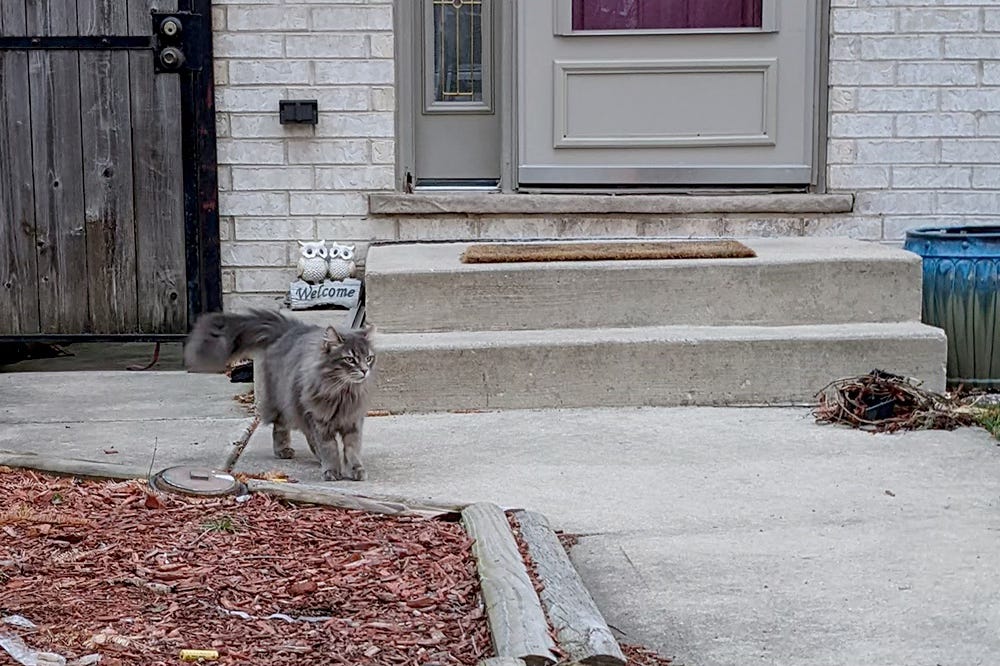 A fluffy gray cat stands in fron of a low cement stoop A fluffy gray cat stands in fron of a low cement stoop