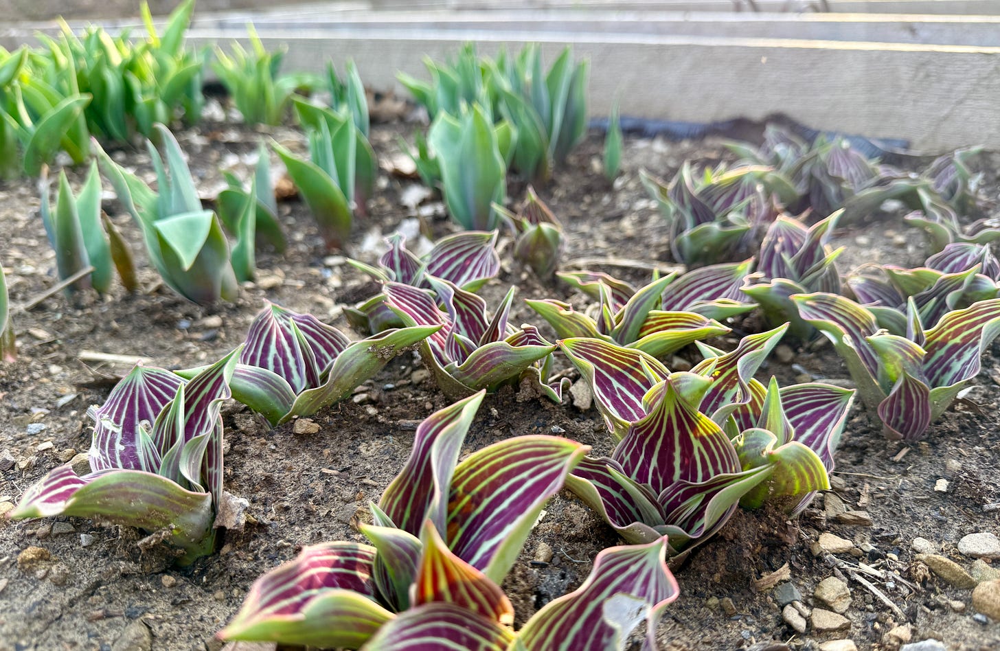 Anticipating the display by the Kitchen Garden tulips coming up now for May…