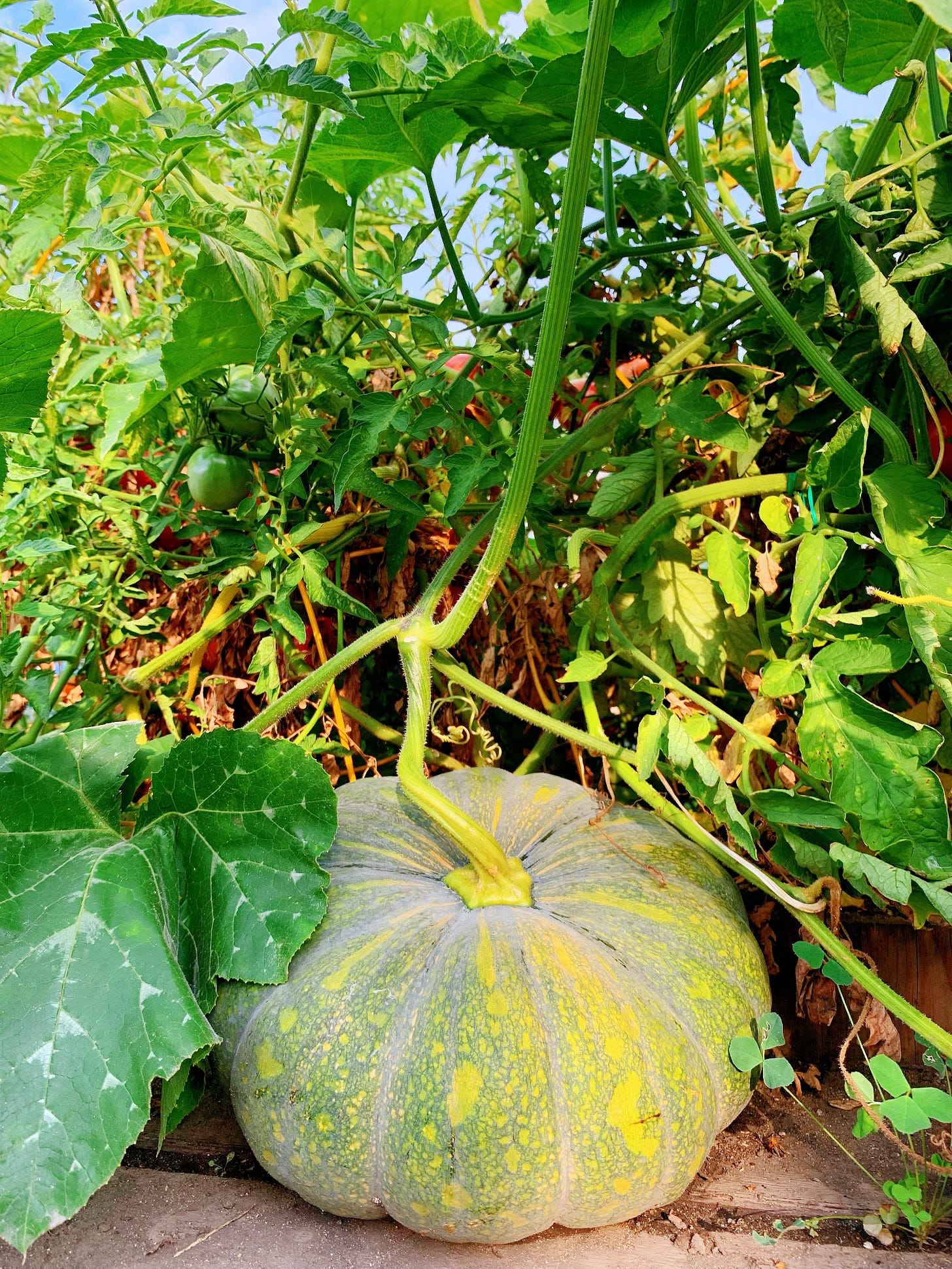 Within the tangled vines of maturing tomato and pumpkin plantings against a clear blue sky, a ripening green heirloom pumpkin with yellow spots sits on the ground. Within the tangled vines of maturing tomato and pumpkin plantings against a clear blue sky, a ripening green heirloom pumpkin with yellow spots sits on the ground.