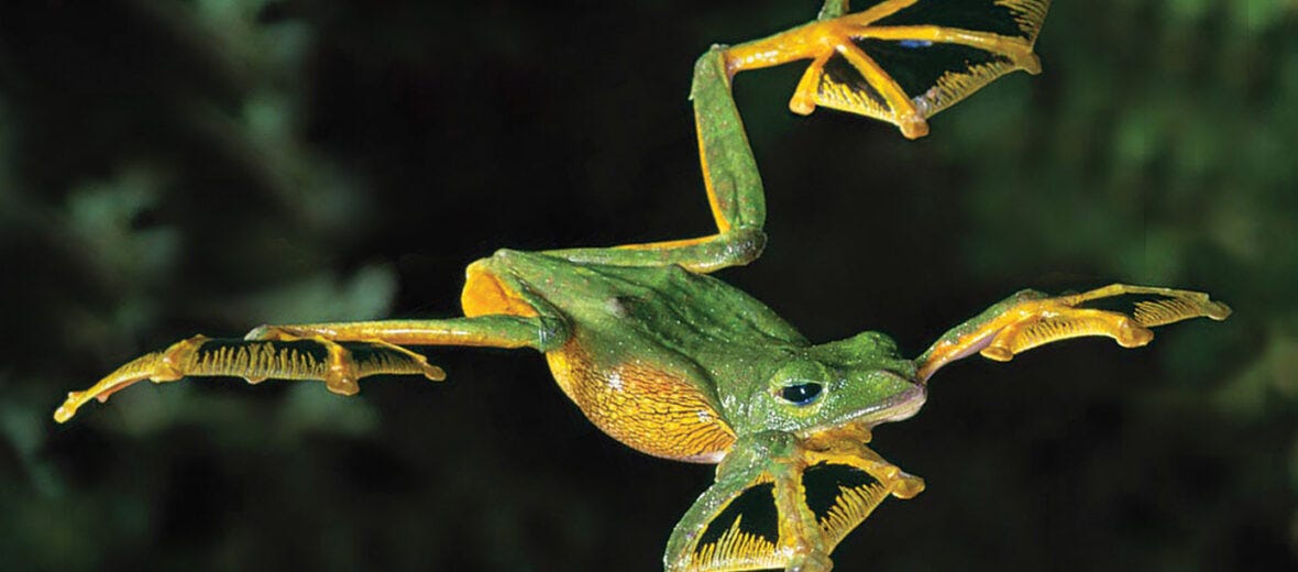 Wallace's flying frog Wallace's flying frog