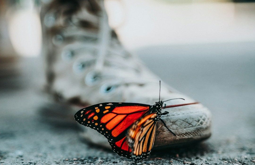 selective focus photo of butterfly on shoe selective focus photo of butterfly on shoe