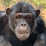 Primatology.net