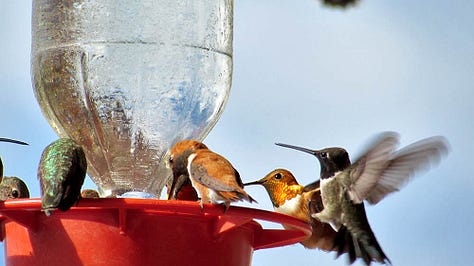 Hummingbird Fable A Hummingbird Fable, - by Jessica Rath