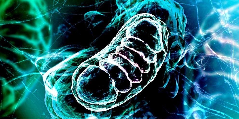 Médecine régénérative et réponse au danger cellulaire