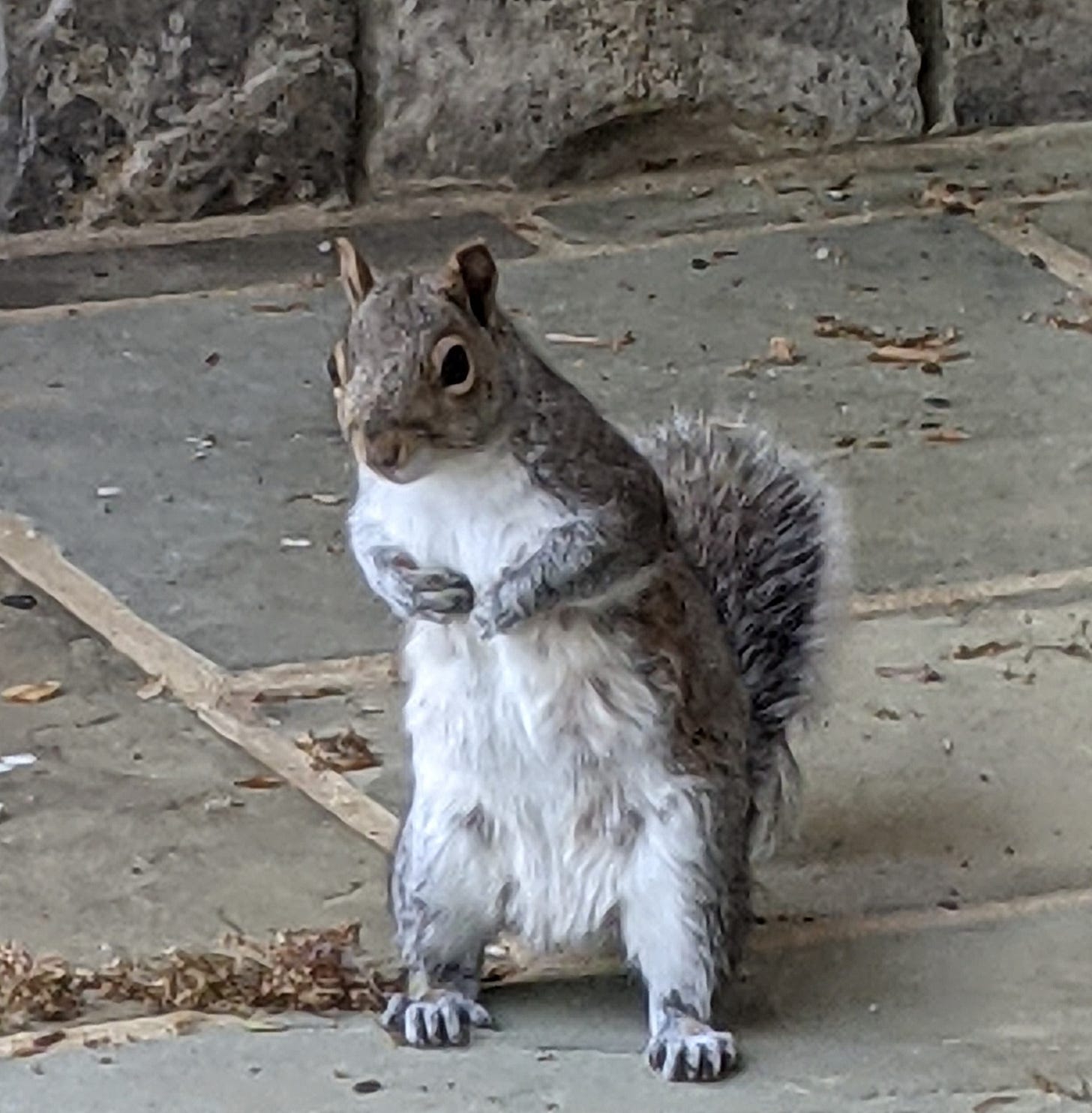 Squirrel standing