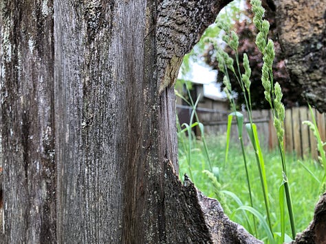 six photos of pink flowers and trees/shrubbery against wooden fences