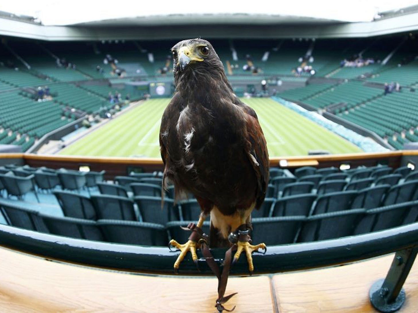 Rufus, a Harris Hawk used at the Wimbledon Tennis Championships to scare away pigeons, sits on a railing on Centre Court