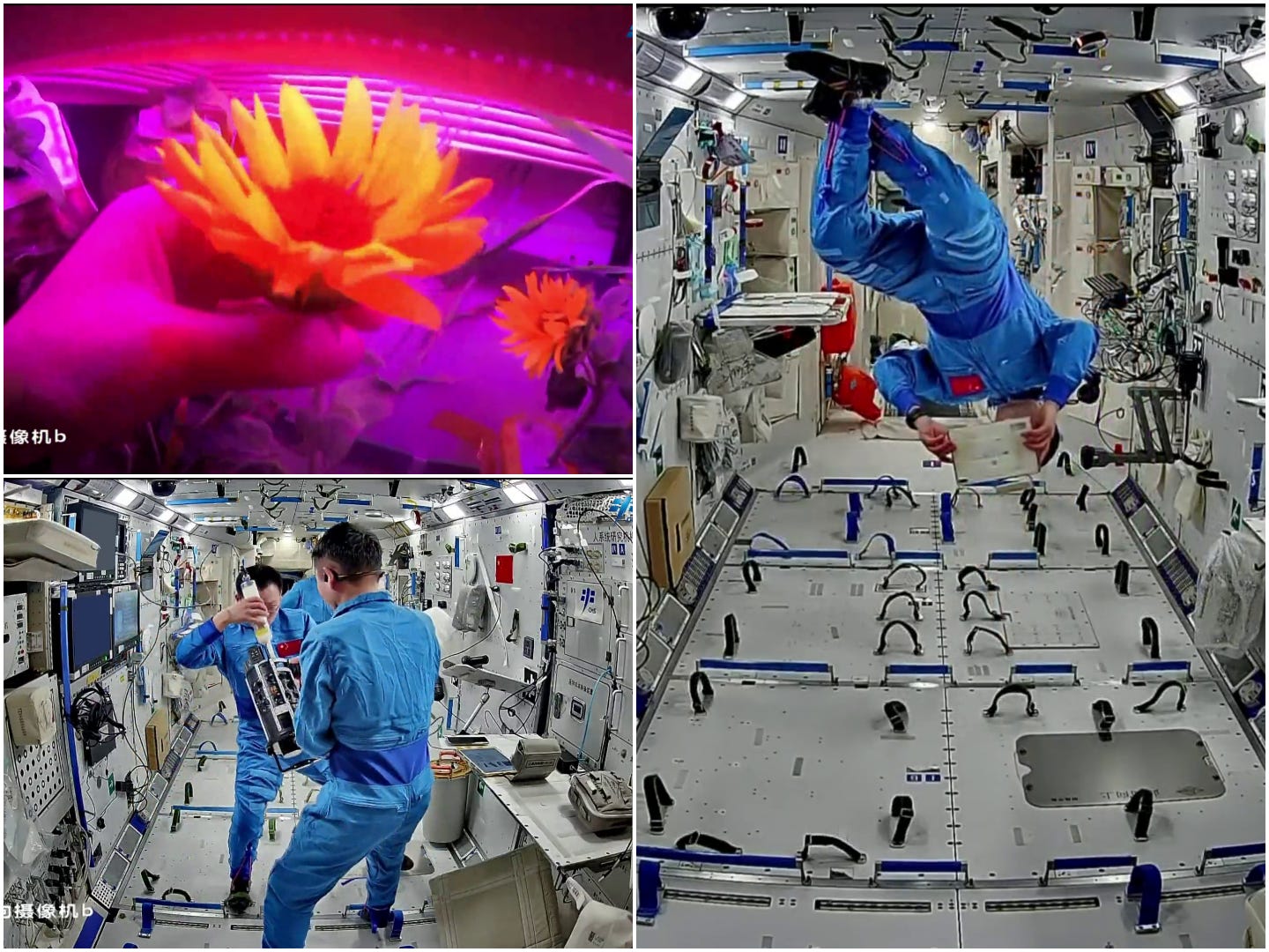 A flower being grown in Tiangong’s plant growth experiment (top left), Wu Fei inspecting an equipment list (right), and an experiment being cleaned by Zhang Hongzhang and Zhang Lu (bottom right).