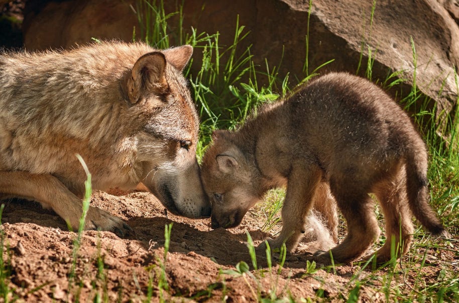 Rewilder Weekly #88 🦬🌳🐺🌞🌍 - by Daniel Martin Eckhart