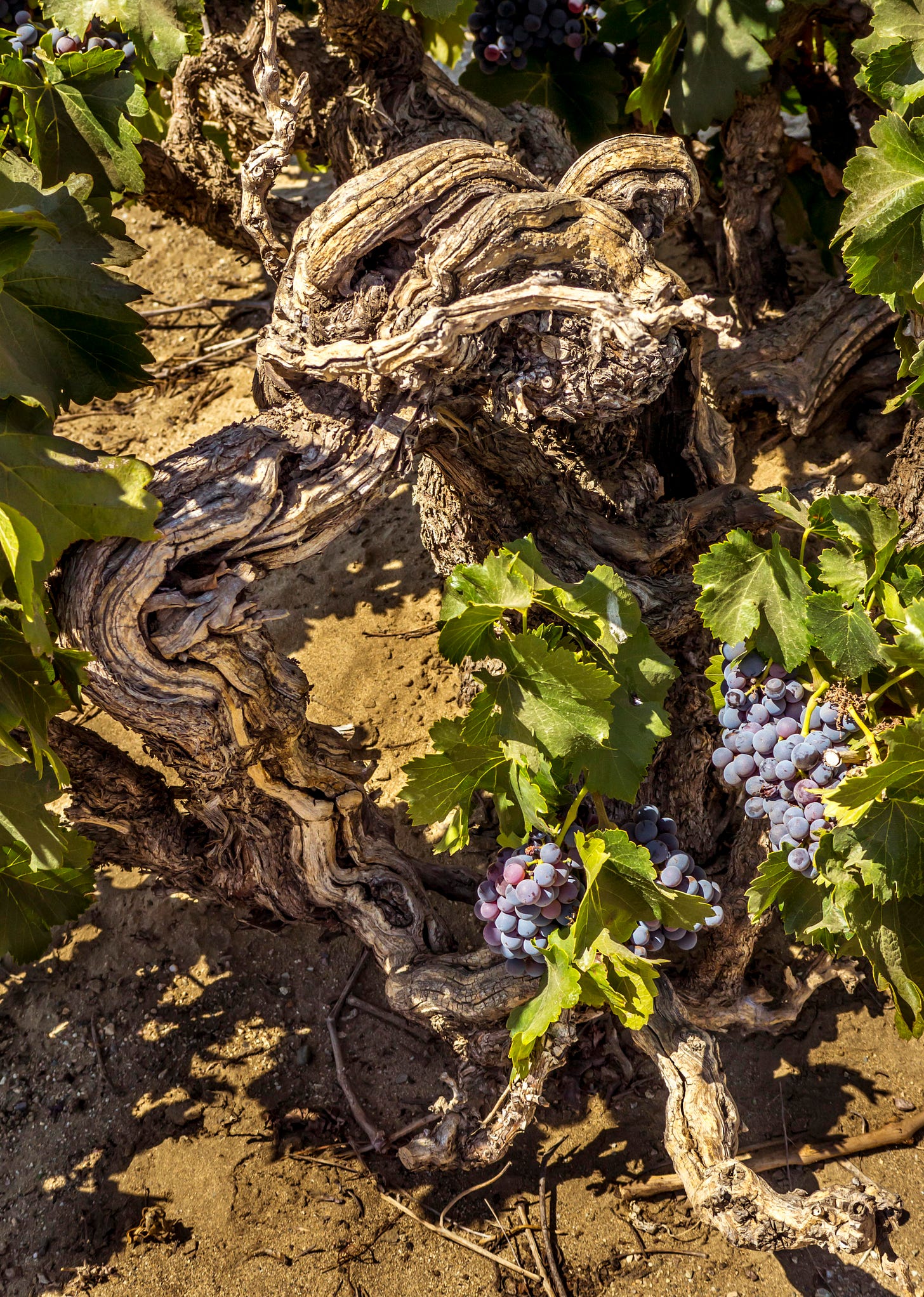 A gnarled, century-old head-trained grapevine at Galleano-Cantu Ranch in Cucamonga Valley, with clusters of dark grapes ripening on the vine, planted in the late 1890s.