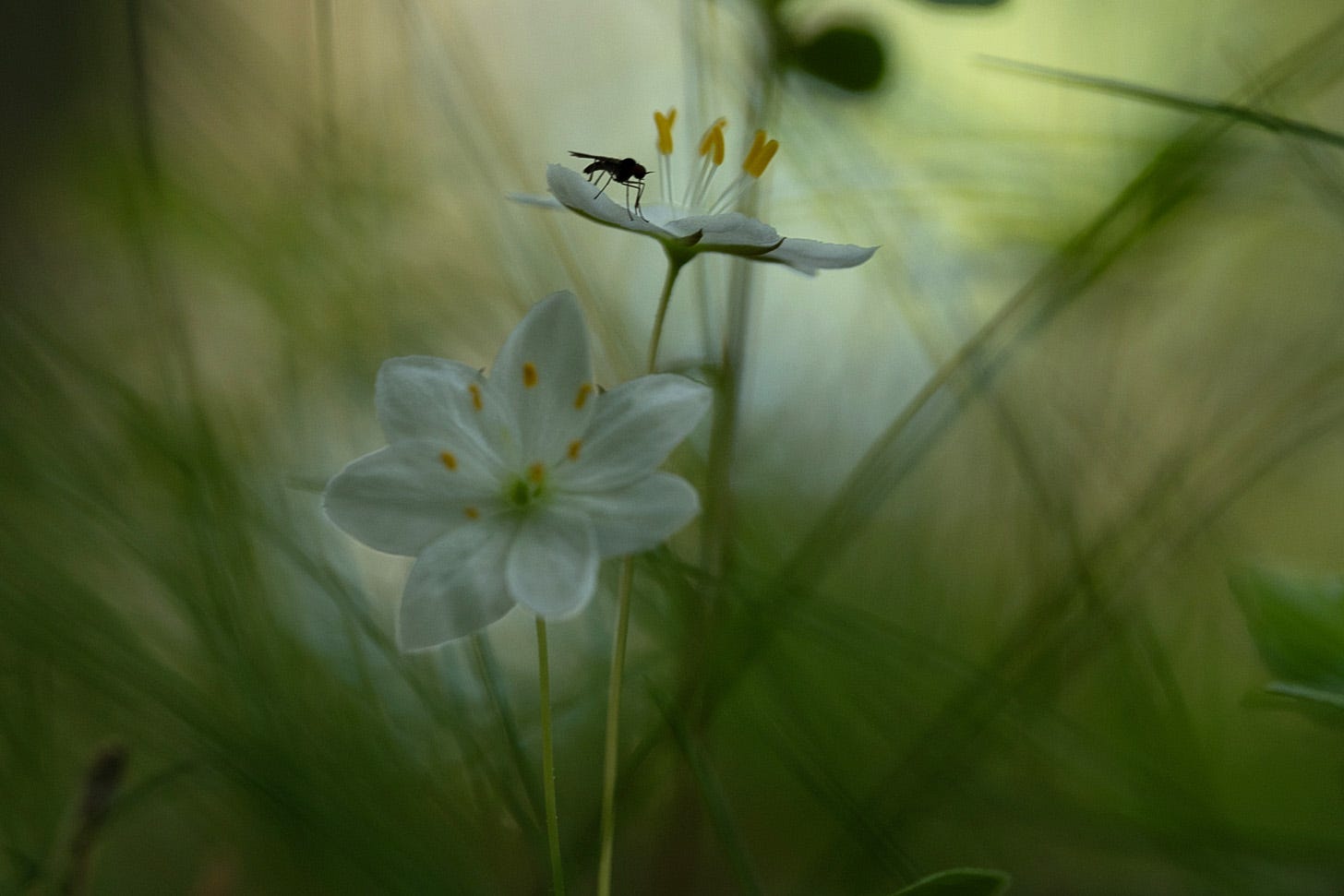A fly resting on the white starflowers of chickweed wintergreen (Lysimachia europea)