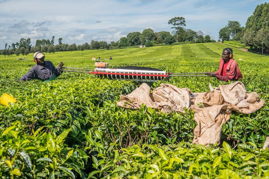 A man and a woman working in a tea farm