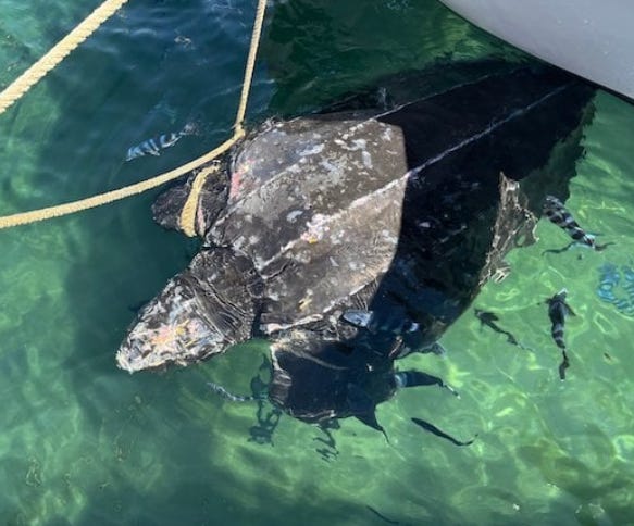 En Espagne, des sauveteurs ont sauvé l’une des grandes tortues marines au monde