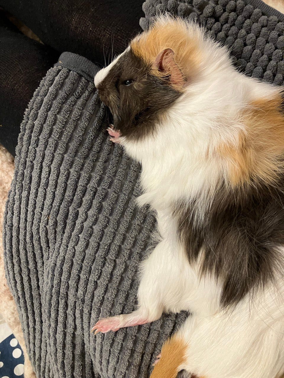 My beloved guinea pig stretching out one of her cute legs while sleeping on my lap.